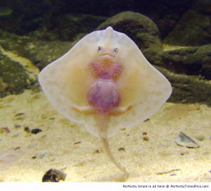 Baby-Sting-Ray-resizecrop--